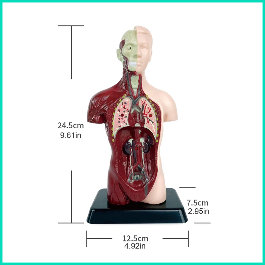 Bộ 6 Mô Hình Cơ Thể Người Torso Bằng PVC Dành Cho Học Sinh