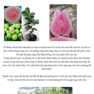 [Nhu_Mai_Garden]Cây Ổi Ruby Ruột Đỏ Không Hạt Cao  - GIống Cây Nhập Khẩu