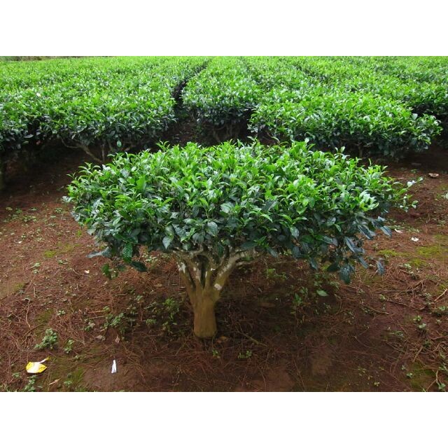 Cây CHÈ xanh ( cây trà xanh ) giống