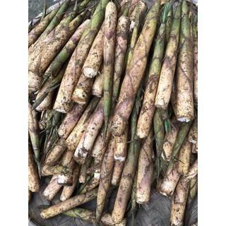Cây giống măng sặt siêu ngon- đặc sản vùng tây bắc