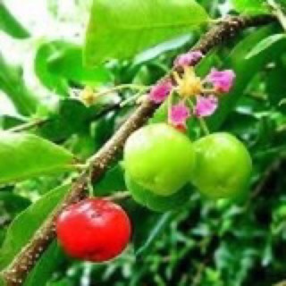 Cây giống sơri (1caay)