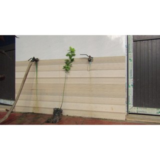 Mận Úc tím 50-60 cm