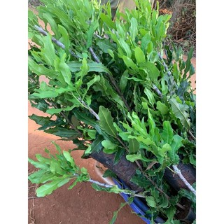 Cây giống MẮC CA H2 cao sản [ Cây ghép được 2-3 năm, to khỏe, sinh trưởng tốt ]. ()