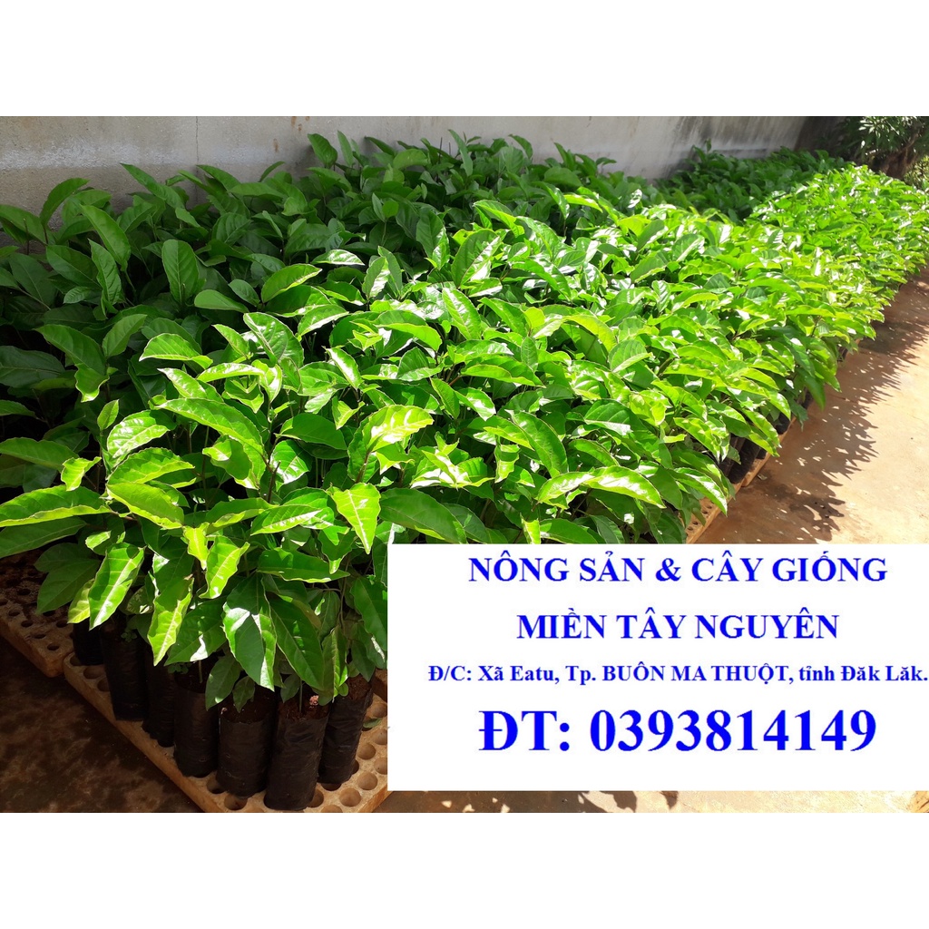[ rẻ hơn HOÀN TIỀN ]