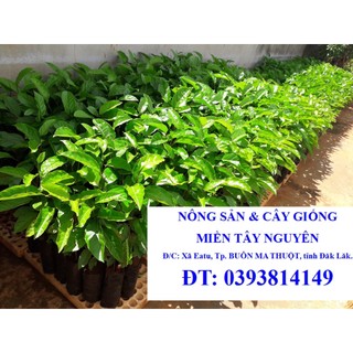 Combo 3 cây chanh leo tím [ cây ghép bầu to siêu khỏe như hình - dễ trồng ] [ cây chanh dây ] [ rẻ hơn hoàn tiền ]