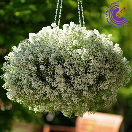 Cây Hoa Hương Tuyết Cầu Hoa Ngàn Sao Baby Cây Bông Tuyết Tuyệt Đẹp CTY PP ONLINE CLICK 24 GIỜ