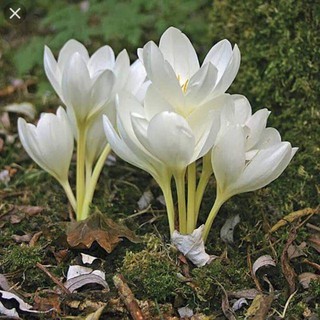1 Củ hoa nghệ tây saffron