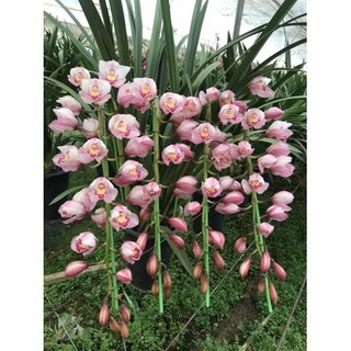 Củ Giống Cây Địa Lan Hồng (Santo -1 củ) [Dễ trồng, Siêu đẹp]