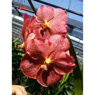 HOA LAN VANDA