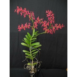 Hoa Lan phượng vỹ(3 cây)