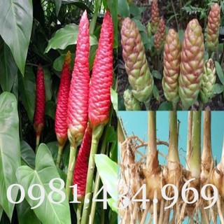 Gừng Gió (Gừng Rừng, Gừng Dại, Ngải Xanh) 01KG Mới