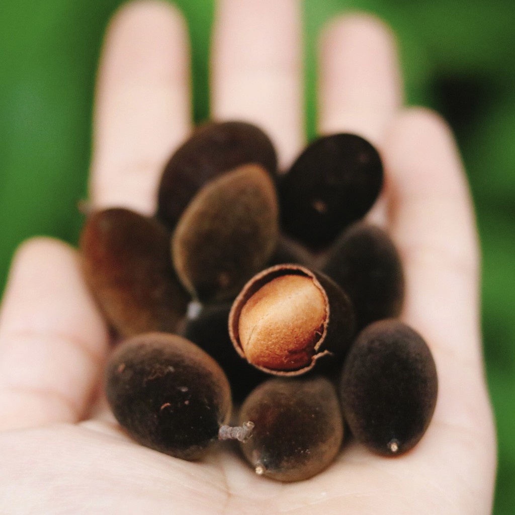 Trái nhung rừng, trái say nhung, quả xay rừng chua chua ngọt ngọt 500GR Bách Hóa Đô Sài Gòn