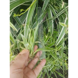 1 khóm Cây giống dây nhện/ lan chi