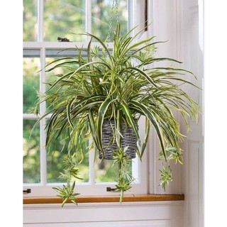 1 khóm Cây giống dây nhện/ lan chi