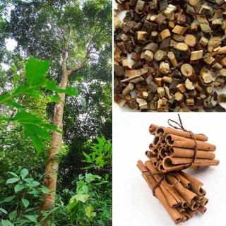 [Nhu_Mai_Garden]CÂY QUẾ GIỐNG