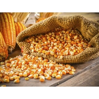 Ngô mỹ nổ bỏng làm bắp rang bơ popcorn