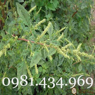Cây rau dền gai khô 01kg tốt