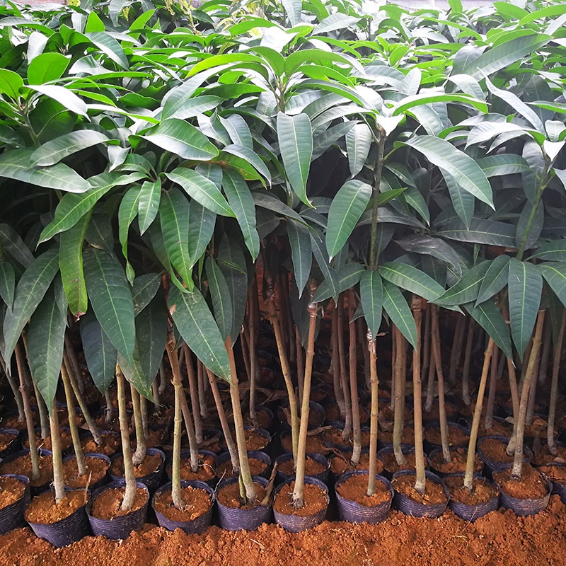 Cây giống xoài tròn yên châu - xoài trứng