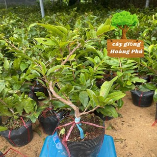 Cây mai vàng bon sai mini