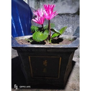 củ hoa súng cạn cho tết