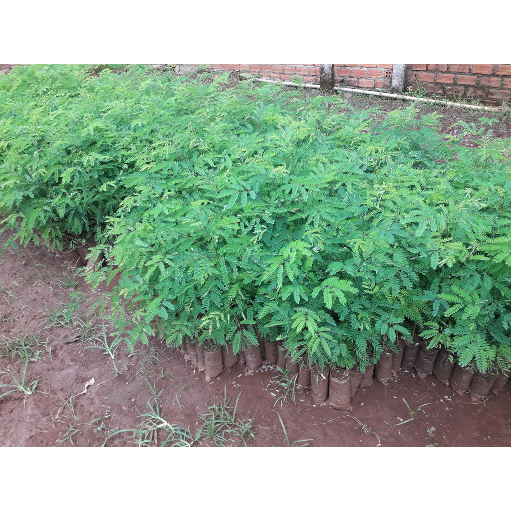 CÂY GIỐNG KEO CU BA ĐẸP như hình (GHN Express)