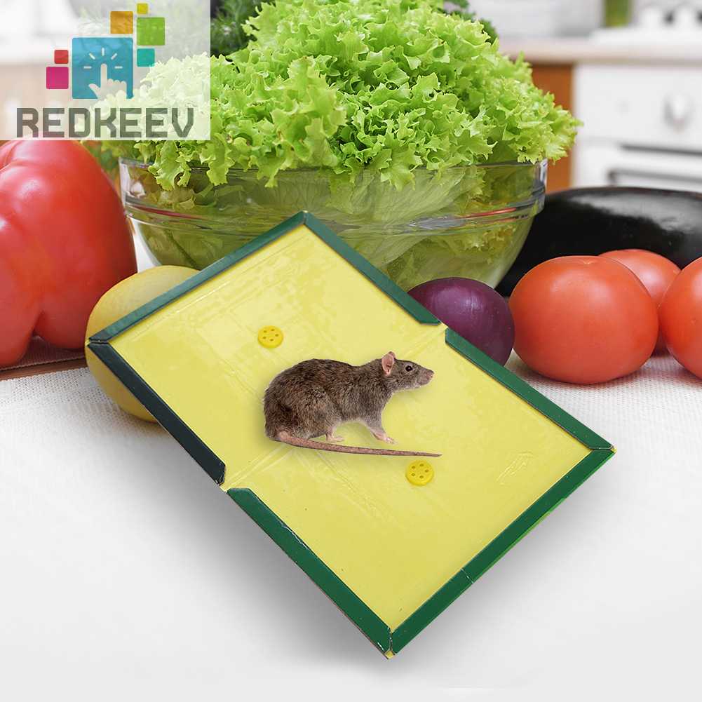 Keo Dính Dán Chuột / Côn Trùng Lâu Trôi