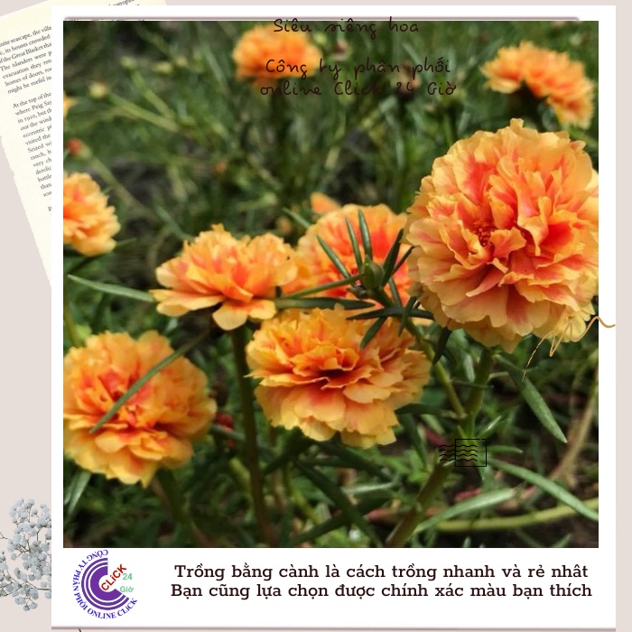 Hoa Mười Giờ Thái Kép Màu Vàng Mật Ong Cành Giống Bộ Sưu Tập Hơn 30 Màu Tiểu Hoa Hồng