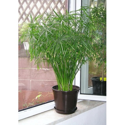 Cây thuỷ trúc thuỷ sinh