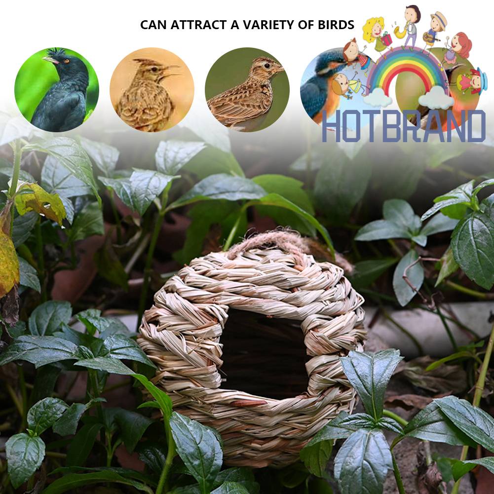 Tổ Chim Bằng Cỏ Tự Nhiên Dùng Trang Trí