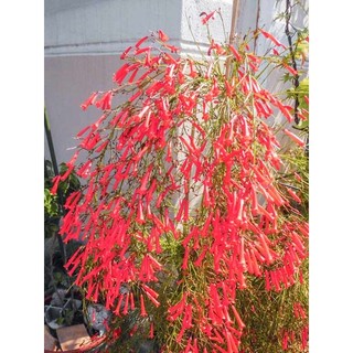 Cây hoa liễu pháo đỏ (hoa xác pháo đỏ rủ)