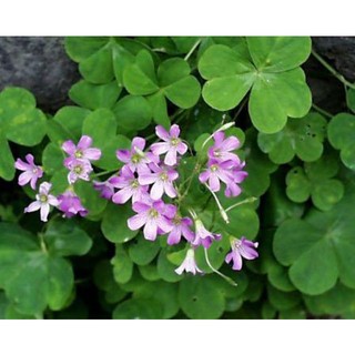 cỏ may mắn 4 lá hoa đỏ (me chua hoa đất hoa đỏ)