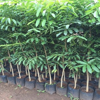 Cây xà cừ giống chẩn