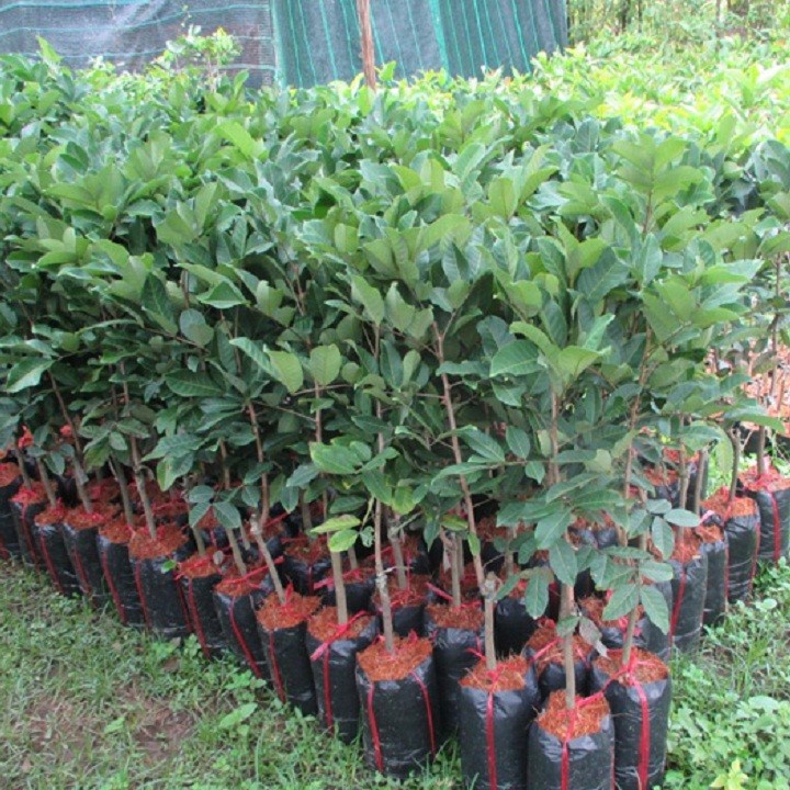 CÂY GIỐNG CHÔM CHÔM NHÃN SIÊU NGON