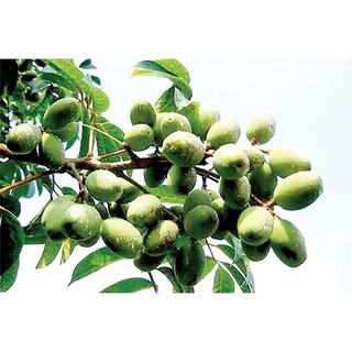 CÂY GIỐNG CÂY TRÁM XANH (TRÁM TRẮNG, TRÁM CHUA )