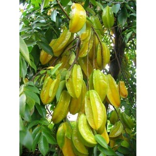 Cây giống khế chua