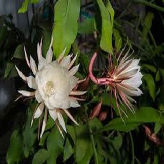 Chậu cây giống hoa quỳnh dao cổ