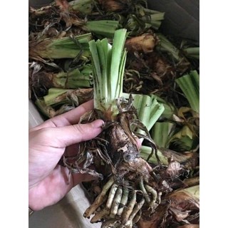 Củ giống hoa thanh anh sỉ 5k(set 5 củ )