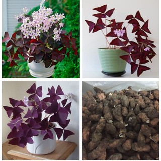 20 củ giống hoa bướm đêm -