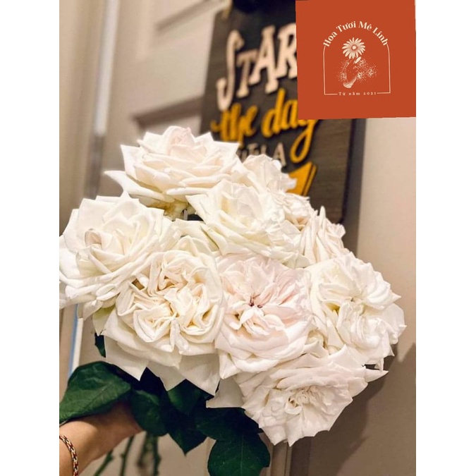 Hoa hồng Đà Lạt White Ohara nhập ngoại cắt cành