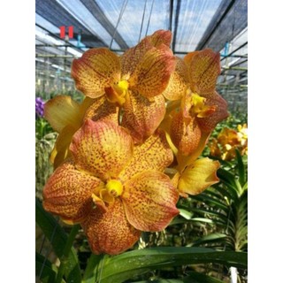 HOA LAN VANDA