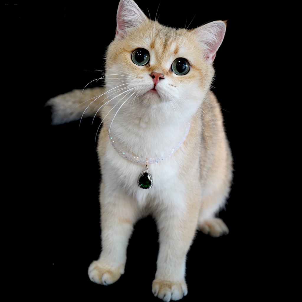 Yq.e Vòng Cổ Bắt Sáng Đính Đá Thanh Lịch Quyến Rũ Cho Thú Cưng