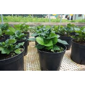 Hạt Giống Hoa Cẩm Tú Cầu Mix Nhiều Màu (12H) - Chịu Nhiệt, Dễ Trồng, Hoa To Đẹp - vtn360
