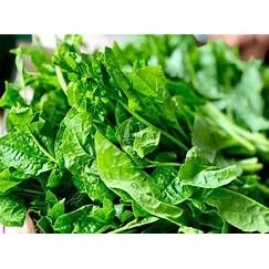 GÓI 50 HẠT GIỐNG MỒNG TƠI XANH(mùng tơi)