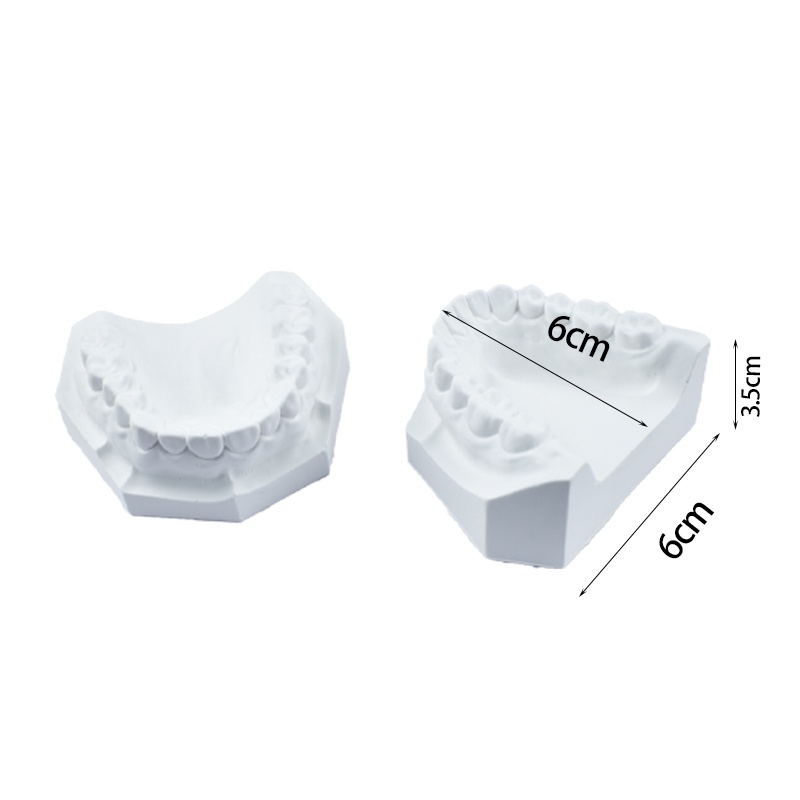 Mô Hình Răng Giả Tiêu Chuẩn gypsum Bằng Chất Liệu Răng Nanh Siêu Emydrite