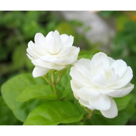 Hạt Giống Hoa Nhài -
