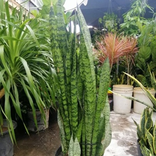 5 Cây Lưỡi Hổ Xanh Cao khoảng 40cm Mam Xinh Garden