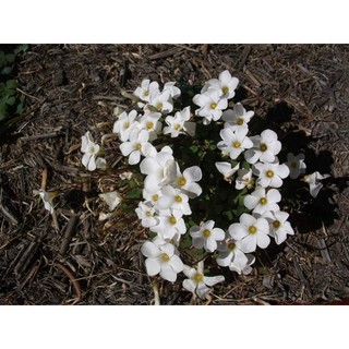 củ hoa oxalis obliquifolia