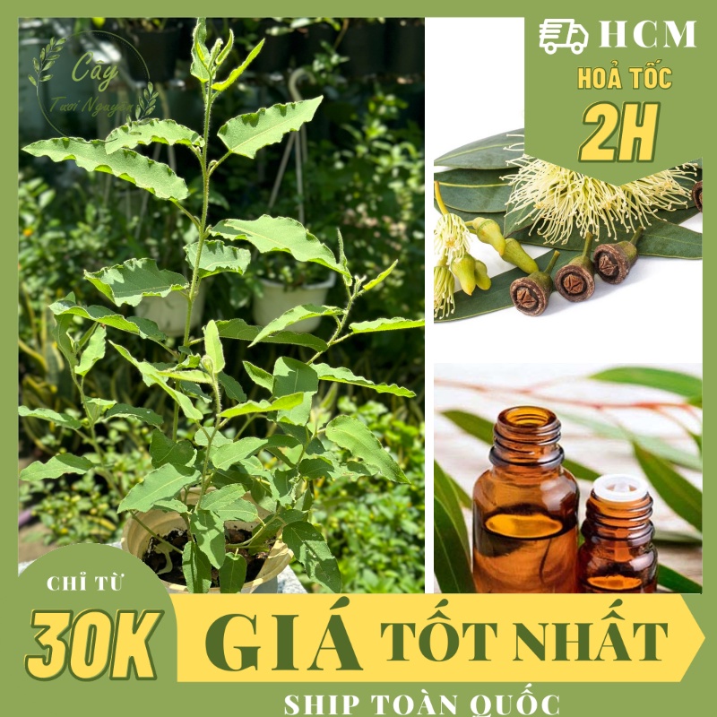 CÂY BẠCH ĐÀN CHANH SẢ (cao 25cm), cây cực kỳ thơm, đuổi muỗi tốt, cây gia vị Âu trồng chậu nhựa