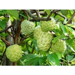 CÂY GIỐNG NA THÁI QUẢ SIÊU TO
