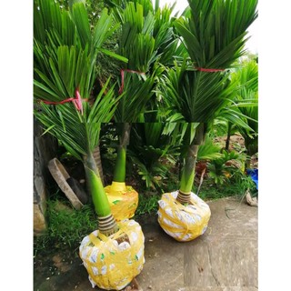 Cây giống cau lùn tứ quý size lớn cao 1,5m-2m